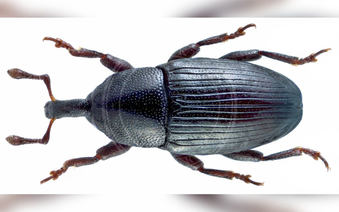 Her ses et billede af arten Melanobaris laticollis. Fotoet er taget af Udo Schmidt og hentet fra Wikimedia Commons (CC BY-SA 2.0).