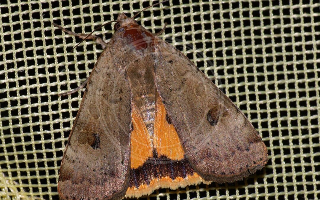 Her ses et billede af arten Mellemskygget Smutugle (Noctua interposita). Fotoet er taget af Ilia Ustyantsev og hentet fra Wikimedia Commons (CC BY-SA 2.0).