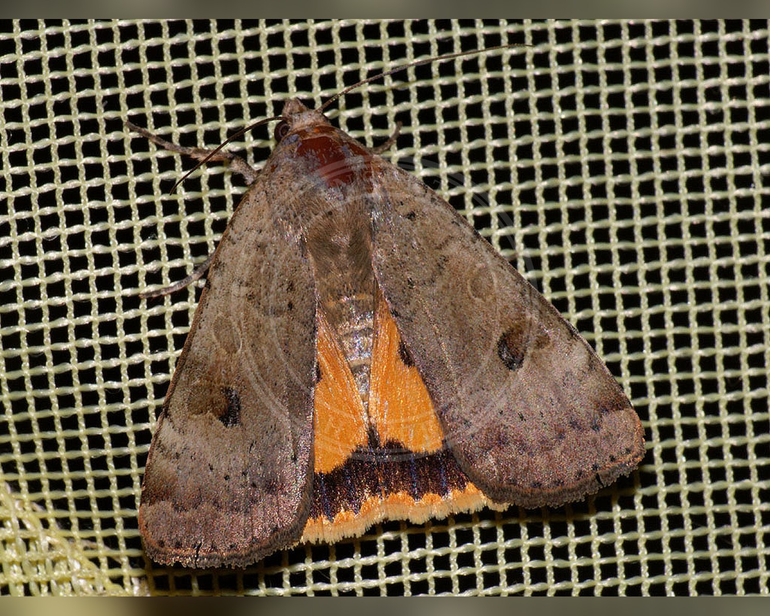 Her ses et billede af arten Mellemskygget Smutugle (Noctua interposita). Fotoet er taget af Ilia Ustyantsev og hentet fra Wikimedia Commons (CC BY-SA 2.0).