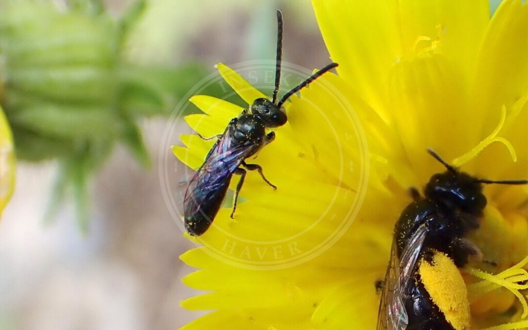 Her ses et billede af arten Metalsmalbi (Lasioglossum morio). Fotoet er taget af Rafael Carbonell Font og hentet fra iNaturalist (CC BY).
