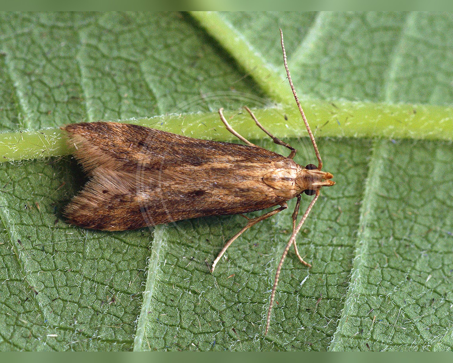 Her ses et billede af arten Metzneria ehikeella. Fotoet er taget af Ilia Ustyantsev og hentet fra Wikimedia Commons (CC BY-SA 2.0).