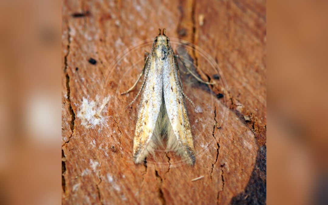 Metzneria metzneriella – Metzneria metzneriella