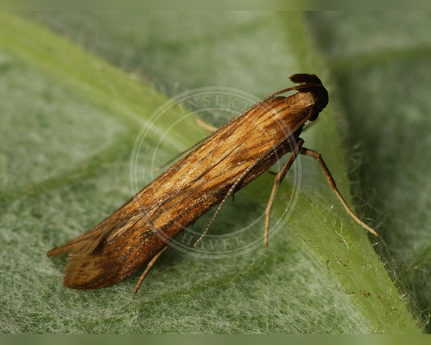 Her ses et billede af arten Metzneria neuropterella. Fotoet er taget af Ilia Ustyantsev og hentet fra Wikimedia Commons (CC BY-SA 2.0).