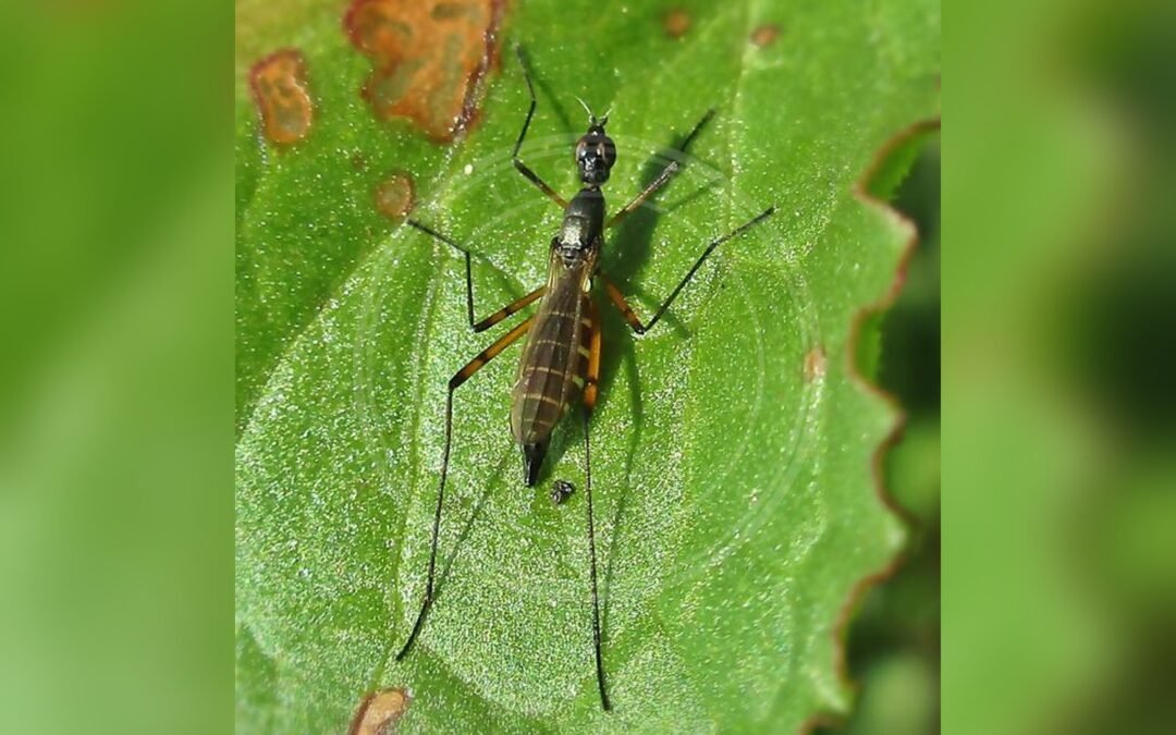 Her ses et billede af arten Micropeza corrigiolata. Fotoet er taget af Bj.schoenmakers og hentet fra Wikimedia Commons (CC0).
