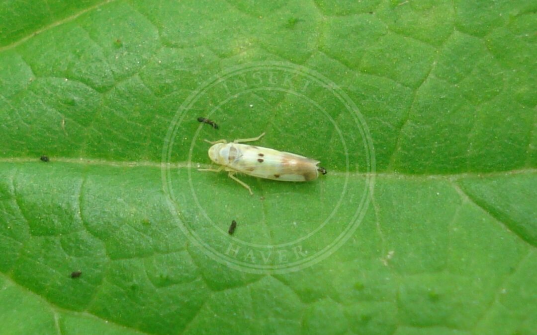 Her ses et billede af arten Mjødurtmikrocikade (Eupteryx signatipennis). Fotoet er taget af Sanja565658 og hentet fra Wikimedia Commons (CC BY-SA 3.0).