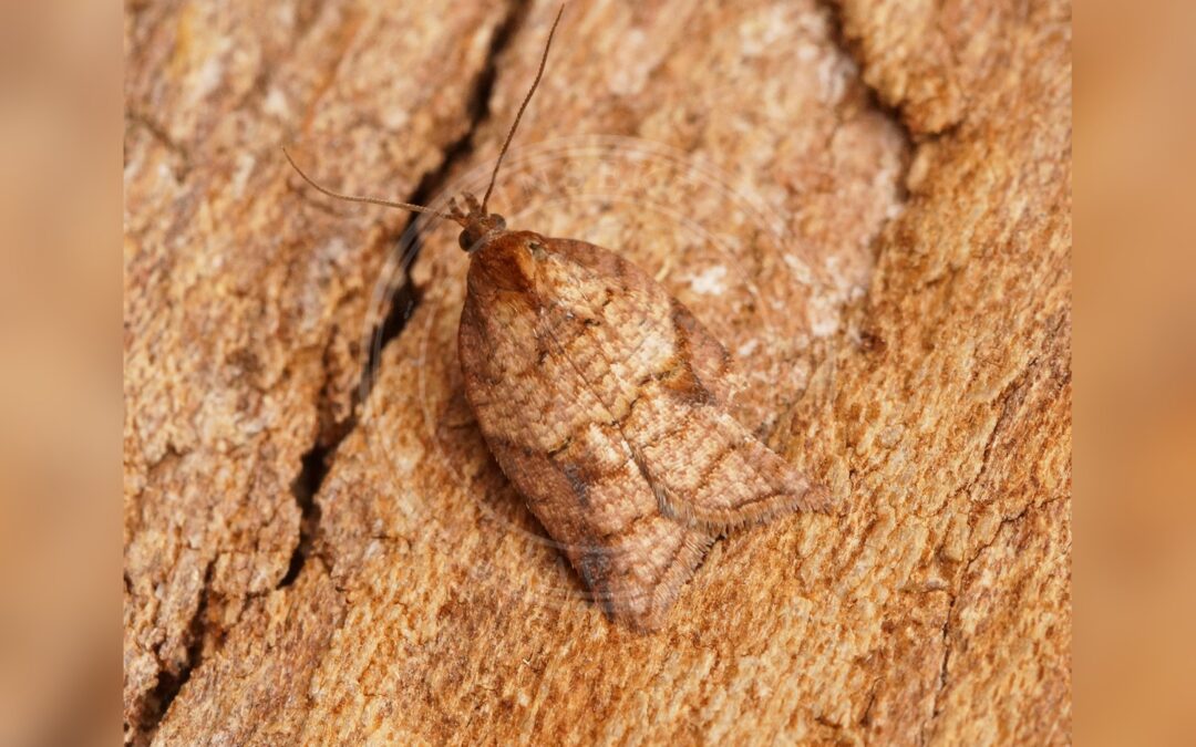 Her ses et billede af arten Mjødurtvikler (Acleris shepherdana). Fotoet er taget af Ben Sale og hentet fra Wikimedia Commons (CC BY 2.0).