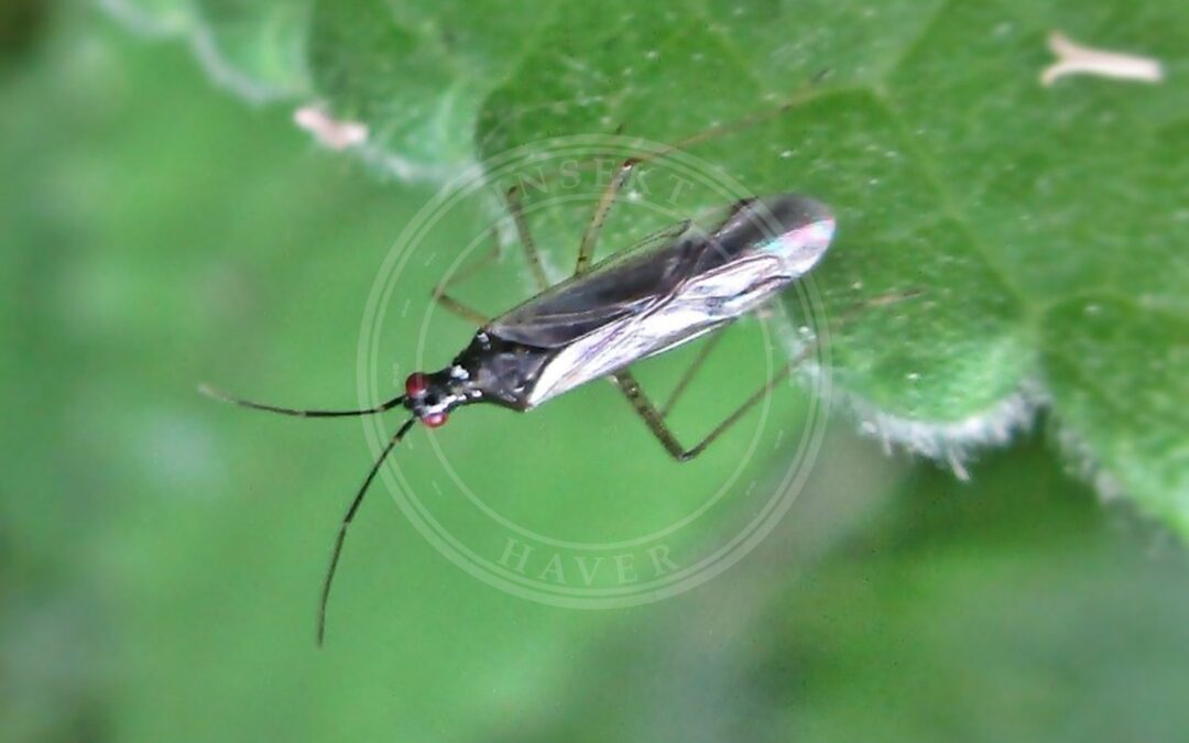 Her ses et billede af arten Mørk Dagpragtstjernetæge (Dicyphus errans). Fotoet er taget af Bj.schoenmakers og hentet fra Wikimedia Commons (CC0).