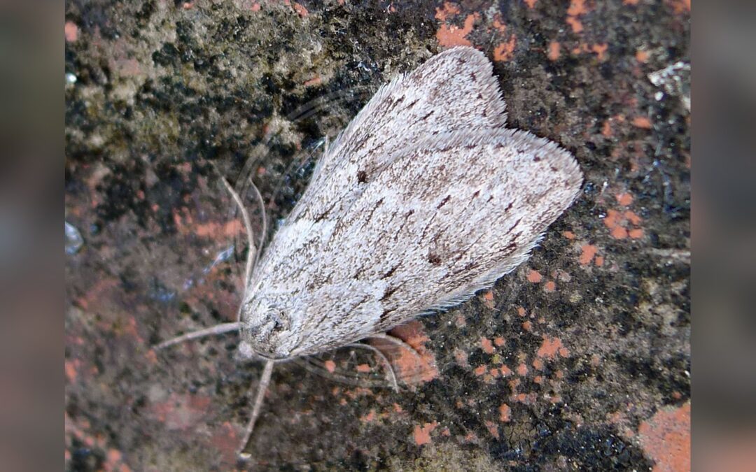 Her ses et billede af arten Mørk Hedemåler (Pachycnemia hippocastanaria). Fotoet er taget af gailhampshire from Cradley, Malvern, U.K og hentet fra Wikimedia Commons (CC BY 2.0).