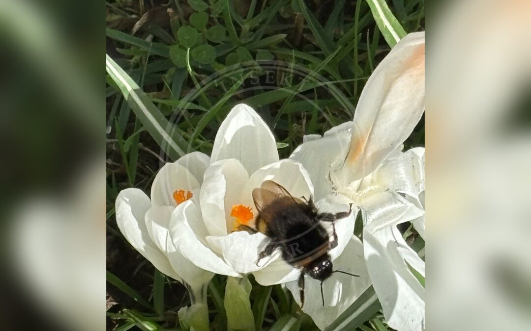 Her ses et billede af arten Mørk Jordhumle (Bombus terrestris). Fotoet er taget af Jose Gutierrez Higa og hentet fra iNaturalist (CC BY).