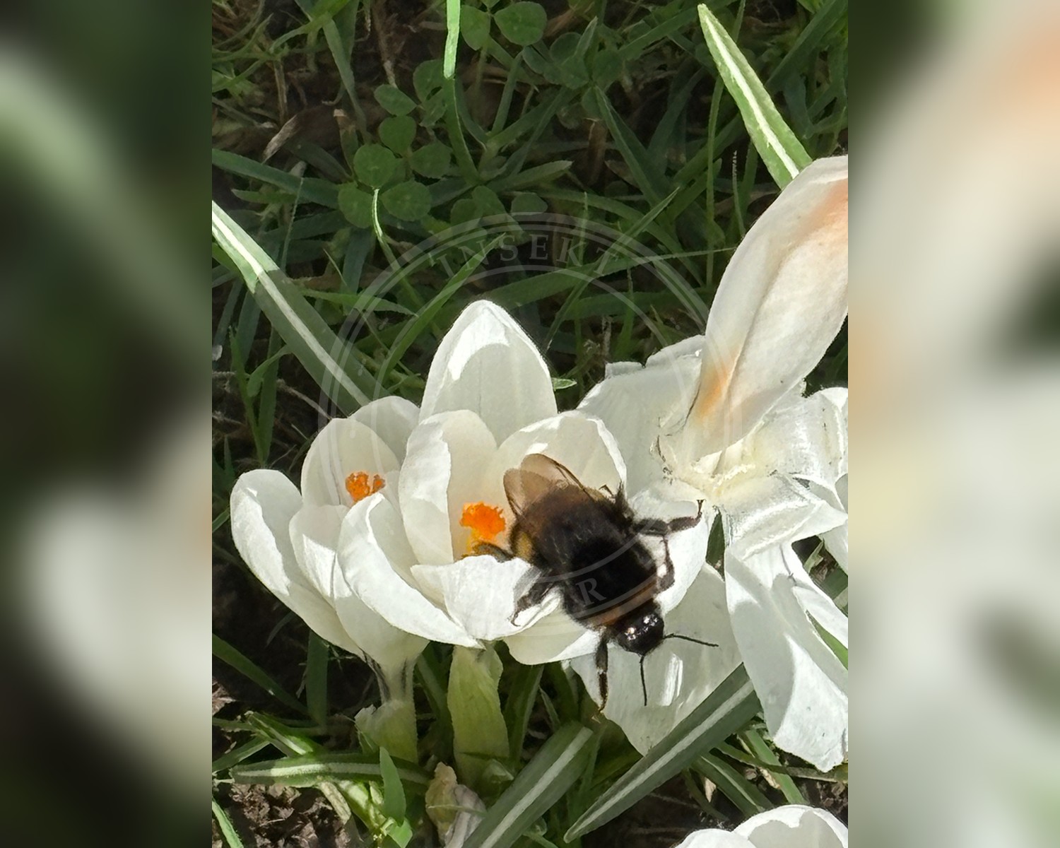 Her ses et billede af arten Mørk Jordhumle (Bombus terrestris). Fotoet er taget af Jose Gutierrez Higa og hentet fra iNaturalist (CC BY).