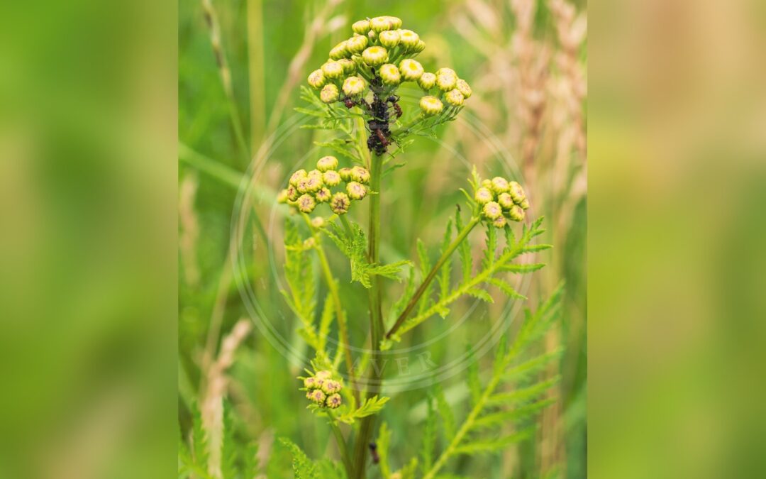 Her ses et billede af arten Mørk Rejnfanbladlus (Metopeurum fuscoviride). Fotoet er taget af Flocci Nivis og hentet fra Wikimedia Commons (CC BY 4.0).