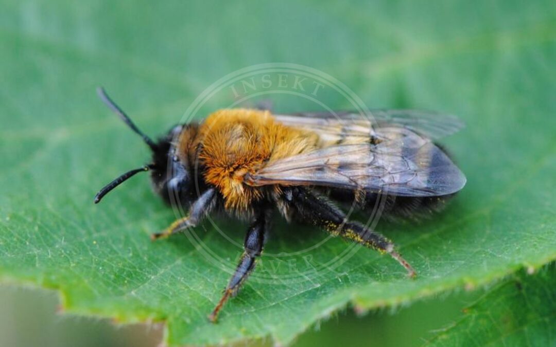 Her ses et billede af arten Mørk Sommerjordbi (Andrena nigriceps). Fotoet er taget af Rick Geling (Waarneming.nl) og hentet fra Wikimedia Commons (CC BY 3.0).