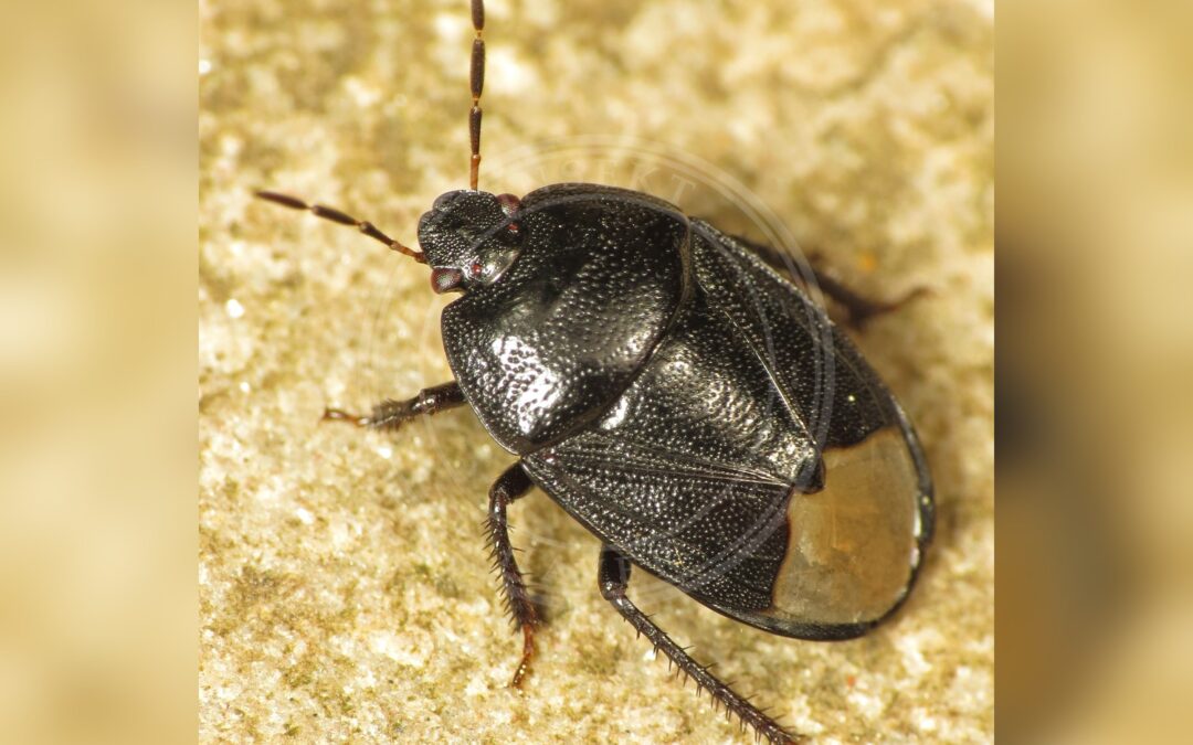 Her ses et billede af arten Mørk Tornben (Sehirus luctuosus). Fotoet er taget af Martin Cooper og hentet fra Wikimedia Commons (CC BY 2.0).