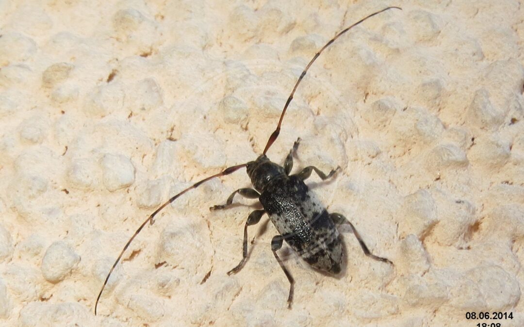 Her ses et billede af arten Mørkbåndet Gråbuk (Leiopus nebulosus). Fotoet er taget af David Short og hentet fra Wikimedia Commons (CC BY 2.0).