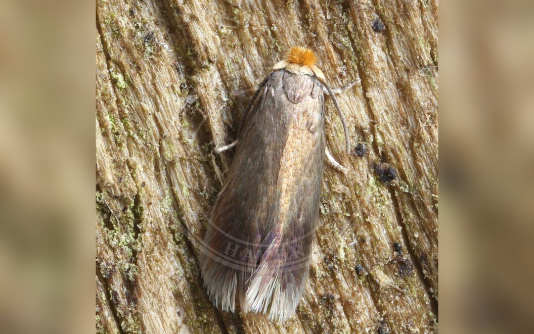 Her ses et billede af arten Mørkt Rønnedværgmøl (Stigmella nylandriella). Fotoet er taget af Patrick Clement og hentet fra Wikimedia Commons (CC BY 2.0).