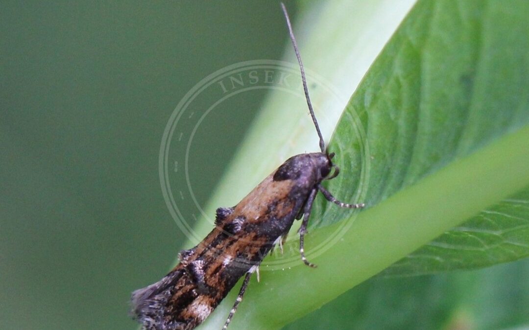 Mompha idaei