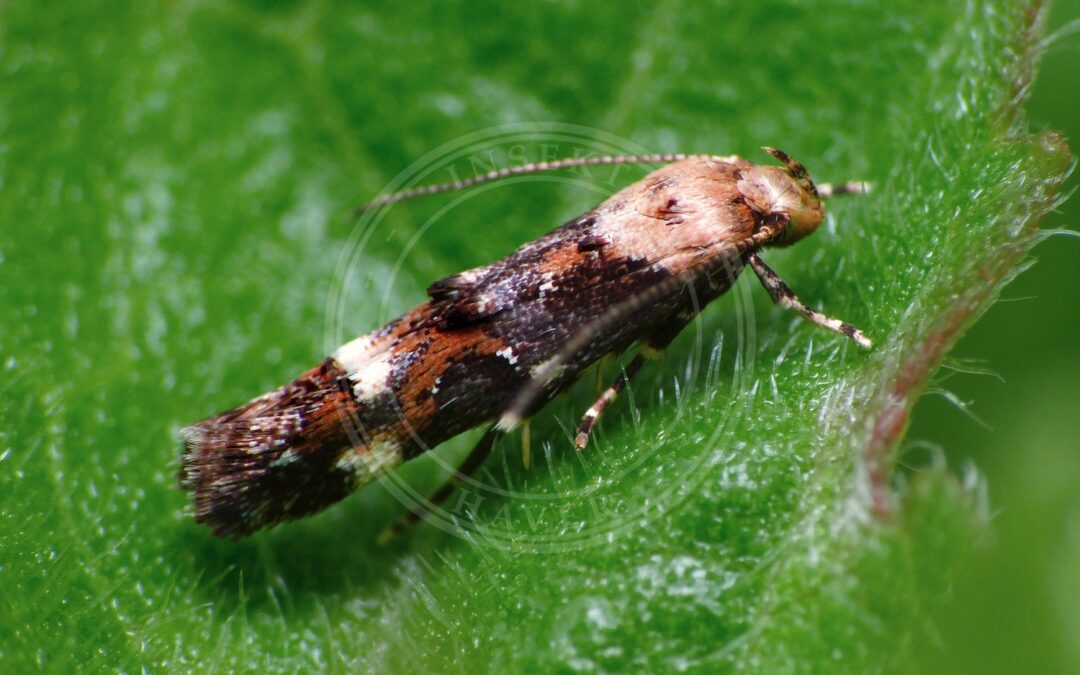 Mompha lacteella