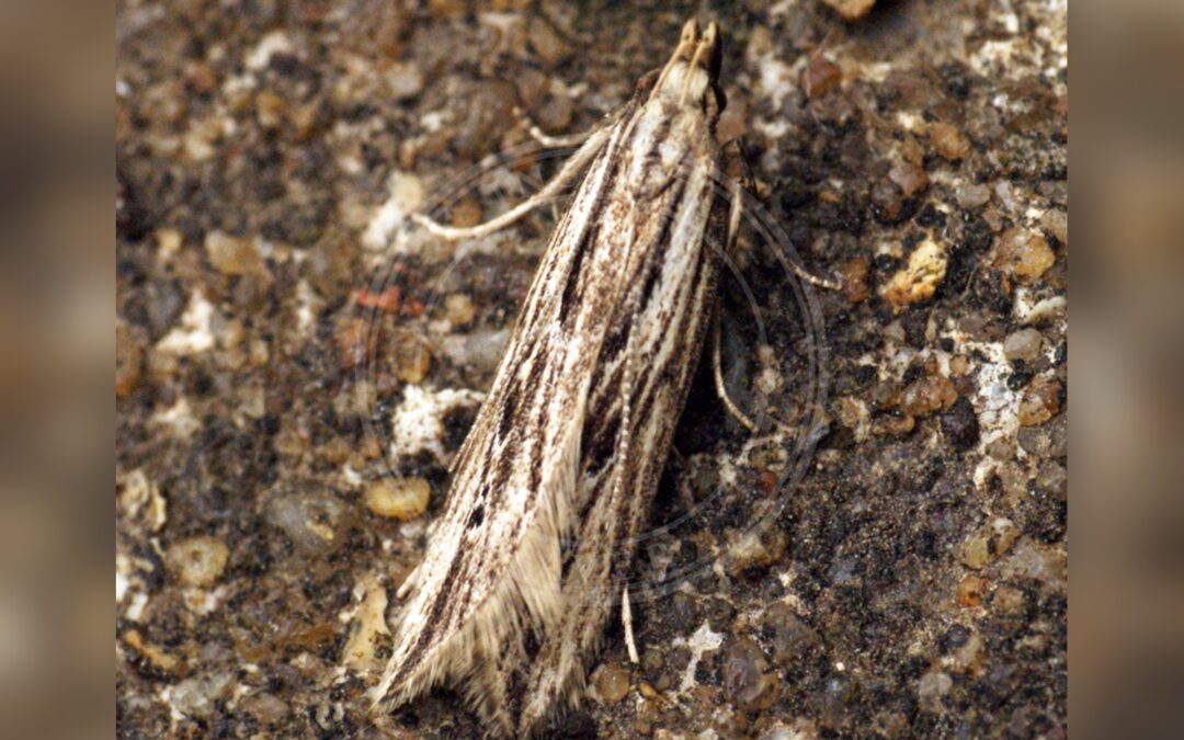 Her ses et billede af arten Monochroa palustrellus. Fotoet er taget af Ben Sale og hentet fra Wikimedia Commons (CC BY 2.0).