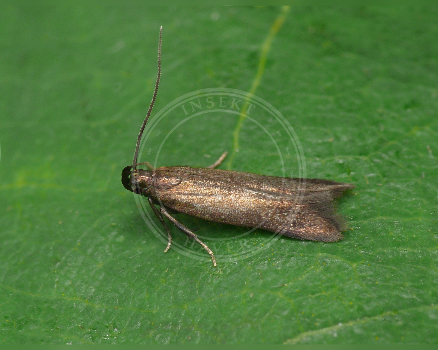 Her ses et billede af arten Monochroa tenebrella. Fotoet er taget af Patrick Clement og hentet fra Wikimedia Commons (CC BY 2.0).