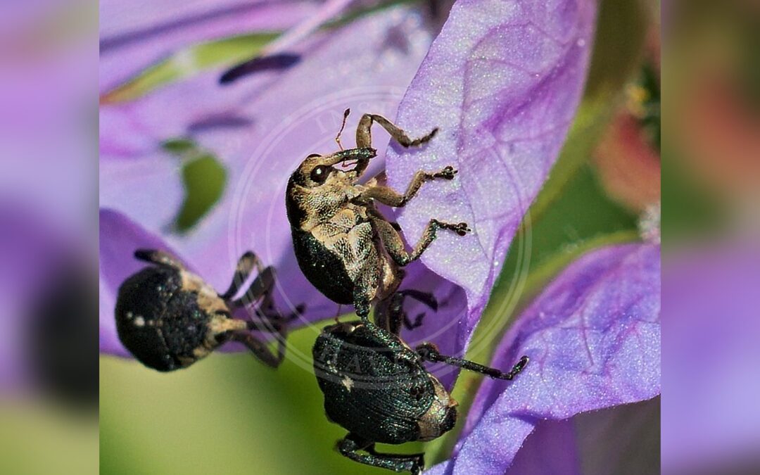 Her ses et billede af arten Mononychus punctumalbum. Fotoet er taget af Andreas Eichler og hentet fra Wikimedia Commons (CC BY-SA 4.0).