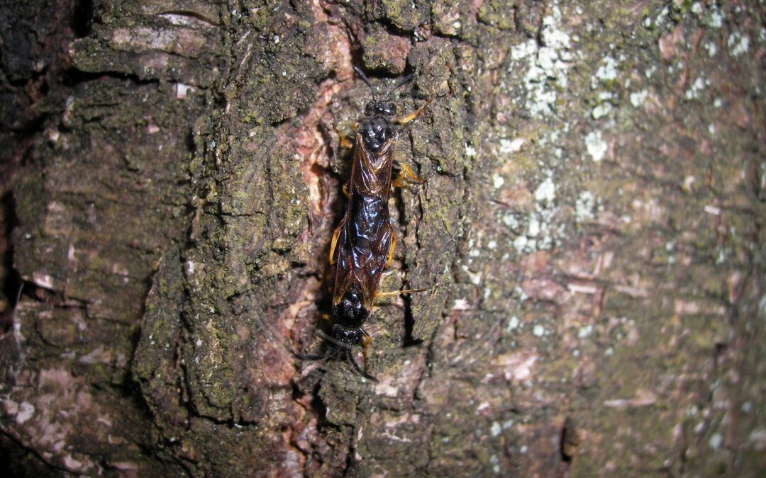 Her ses et billede af arten Monostegia abdominalis. Fotoet er taget af Danny S. og hentet fra Wikimedia Commons (CC BY 1.0).