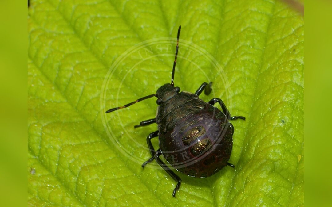 Her ses et billede af en larve af arten Mosebredtæge (Rhacognathus punctatus). Fotoet er taget af Andreas Eichler og hentet fra Wikimedia Commons (CC BY-SA 4.0).
