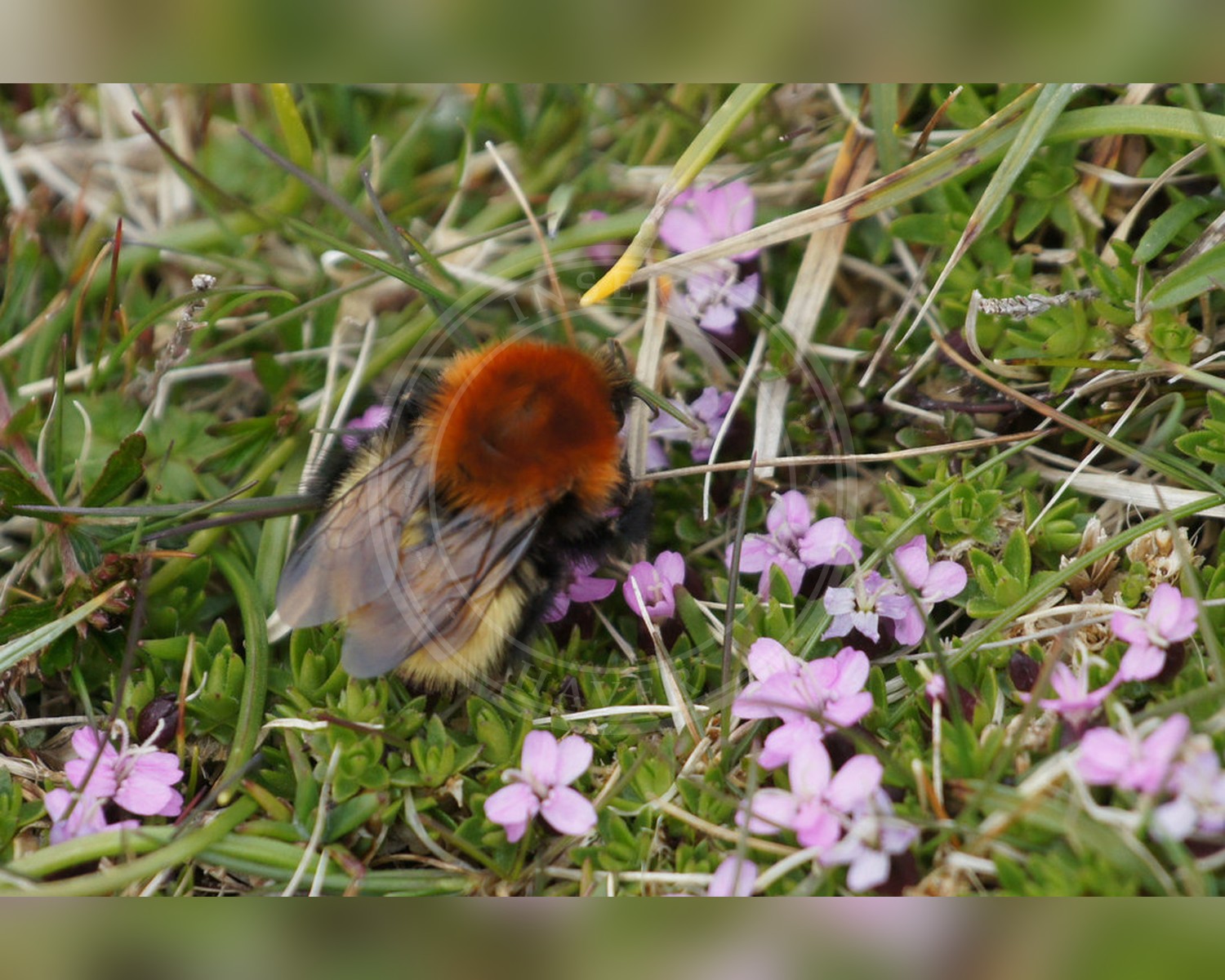 Her ses et billede af arten Moshumle (Bombus muscorum). Fotoet er taget af Mike Pennington og hentet fra Wikimedia Commons (CC BY-SA 2.0).
