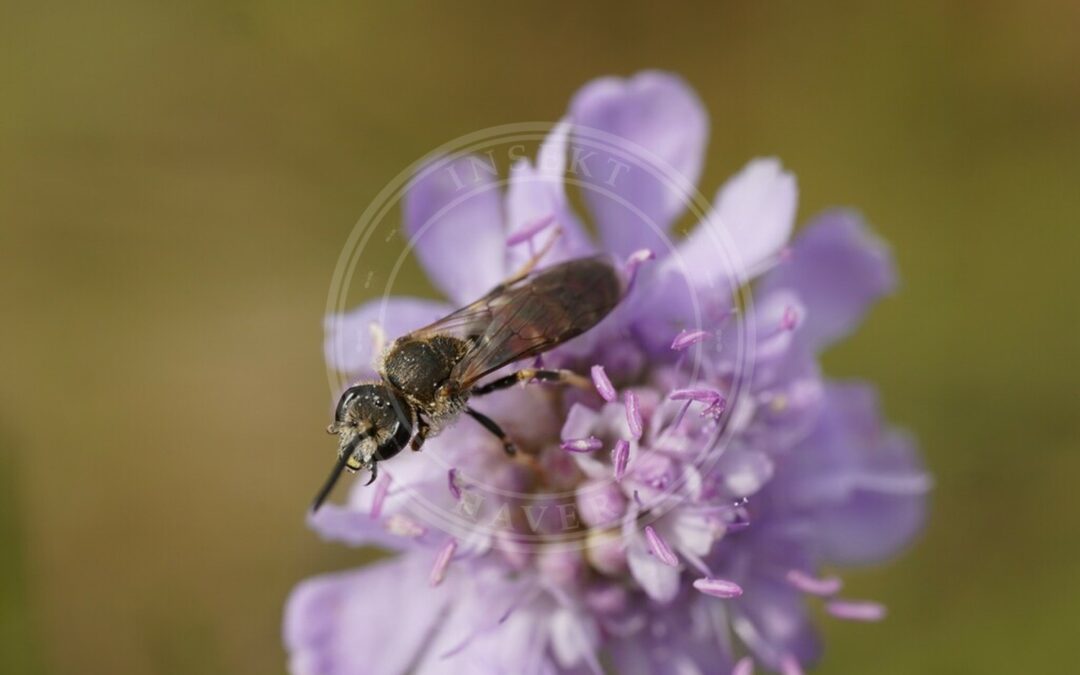 Her ses et billede af arten Moskussmalbi (Lasioglossum calceatum). Fotoet er taget af Brenda Black og hentet fra iNaturalist (CC BY).