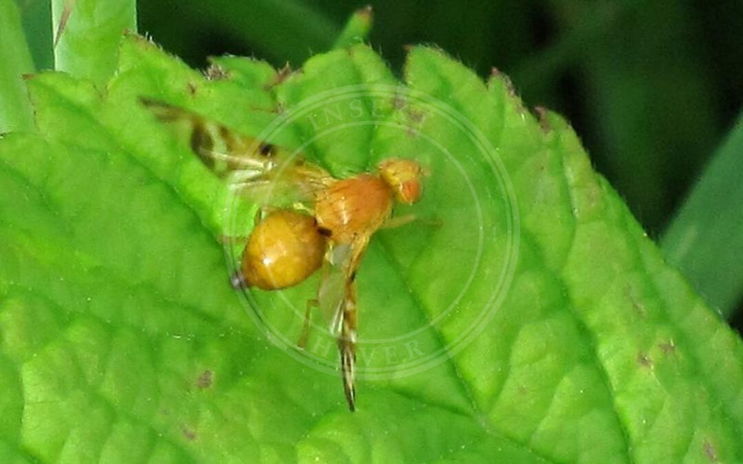 Her ses et billede af arten Myoleja lucida. Fotoet er taget af Bj.schoenmakers og hentet fra Wikimedia Commons (CC0).