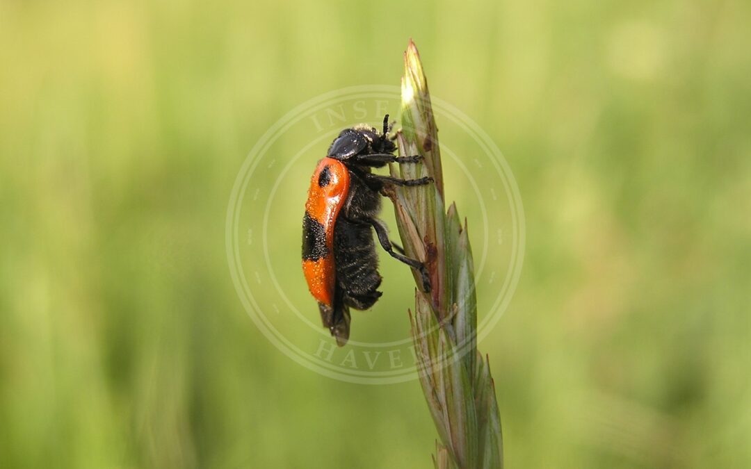 Her ses et billede af arten Myrebladbille (Clytra quadripunctata). Fotoet er taget af Andrey Butko og hentet fra Wikimedia Commons (CC BY-SA 3.0).
