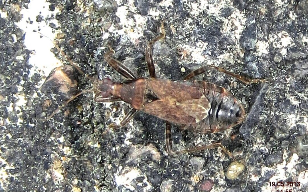 Her ses et billede af arten Myrenymfetæge (Himacerus mirmicoides). Fotoet er taget af David Short og hentet fra Wikimedia Commons (CC BY 2.0).