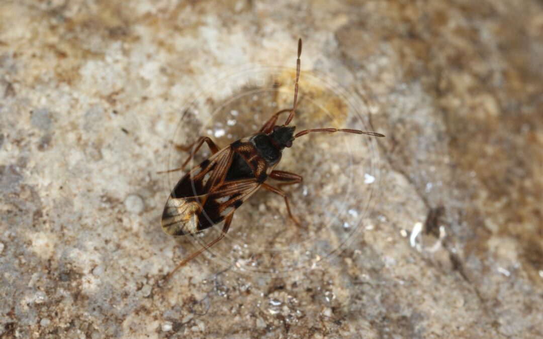 Her ses et billede af arten Nælde-Sumpfrøtæge (Scolopostethus thomsoni). Fotoet er taget af Donald Hobern og hentet fra Wikimedia Commons (CC BY 2.0).