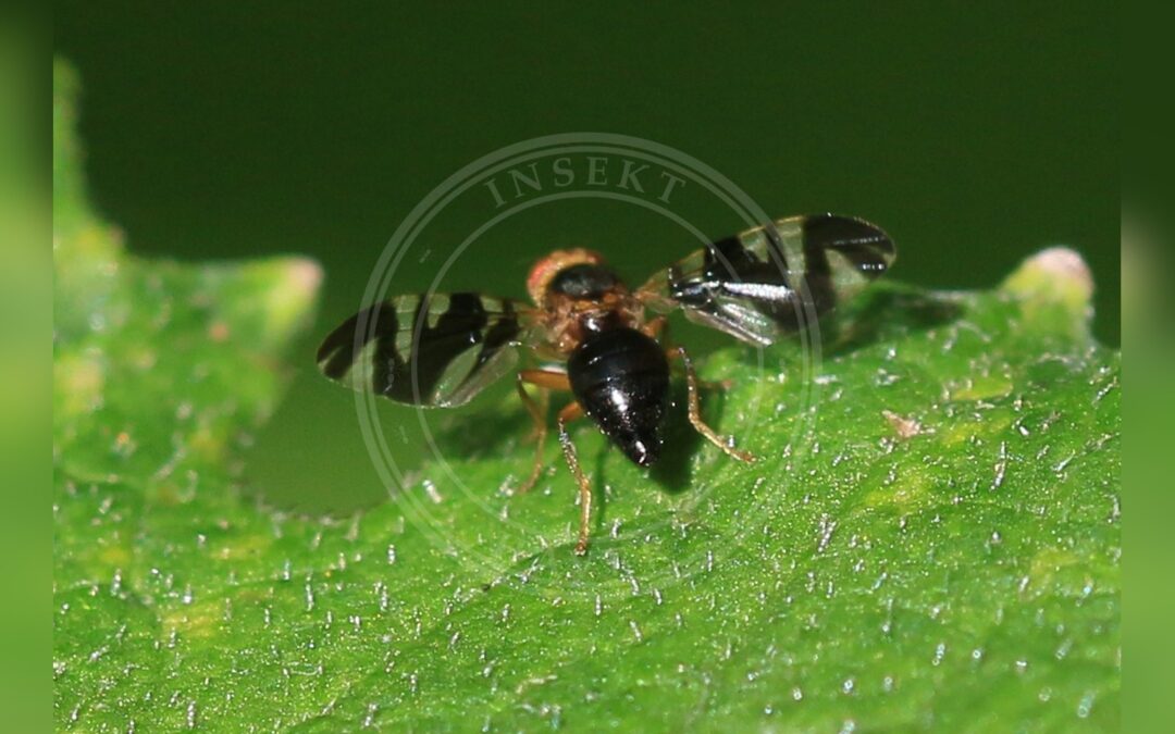 Her ses et billede af arten Nældebåndflue (Philophylla caesio). Fotoet er taget af S. Rae og hentet fra Wikimedia Commons (CC BY 2.0).