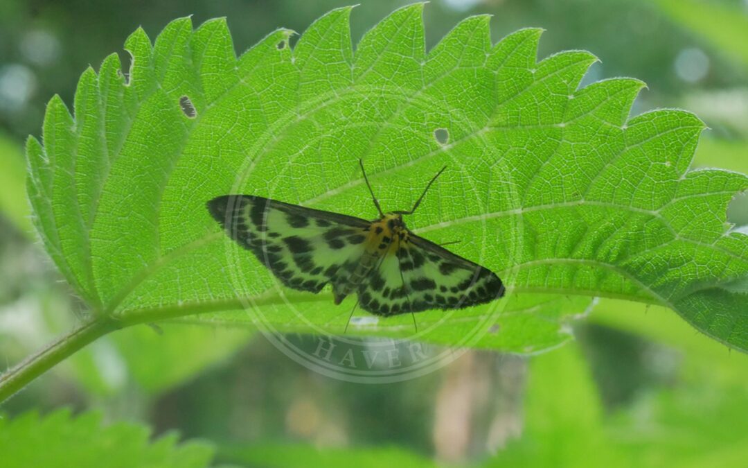 Her ses et billede af arten Nældehalvmøl (Anania hortulata). Billedet er hentet fra iNaturalist (CC0).