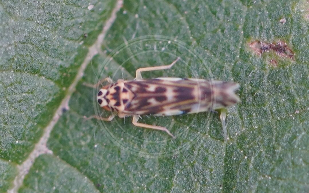 Her ses et billede af arten Nældemikrocikade (Eupteryx urticae). Fotoet er taget af AfroBrazilian og hentet fra Wikimedia Commons (CC BY-SA 4.0).