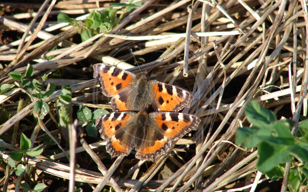 Her ses et billede af arten Nældens Takvinge (Aglais urticae). Fotoet er taget af No machine-readable author provided. Min's assumed (based on copyright claims). og hentet fra Wikimedia Commons (CC BY-SA 2.5).