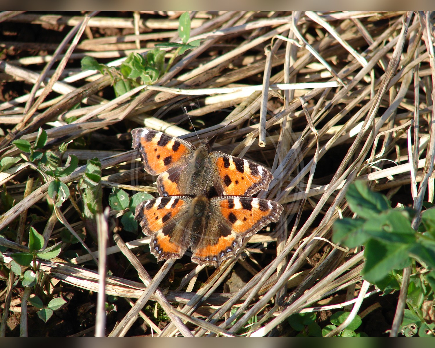 Her ses et billede af arten Nældens Takvinge (Aglais urticae). Fotoet er taget af No machine-readable author provided. Min's assumed (based on copyright claims). og hentet fra Wikimedia Commons (CC BY-SA 2.5).