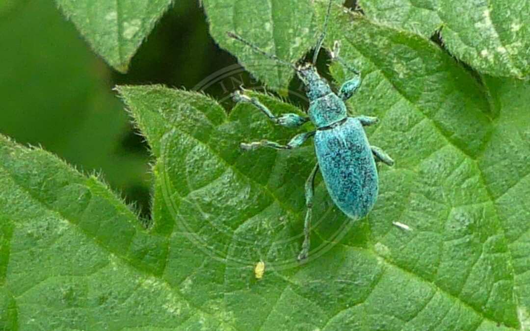 Nældesnudebille – Phyllobius pomaceus