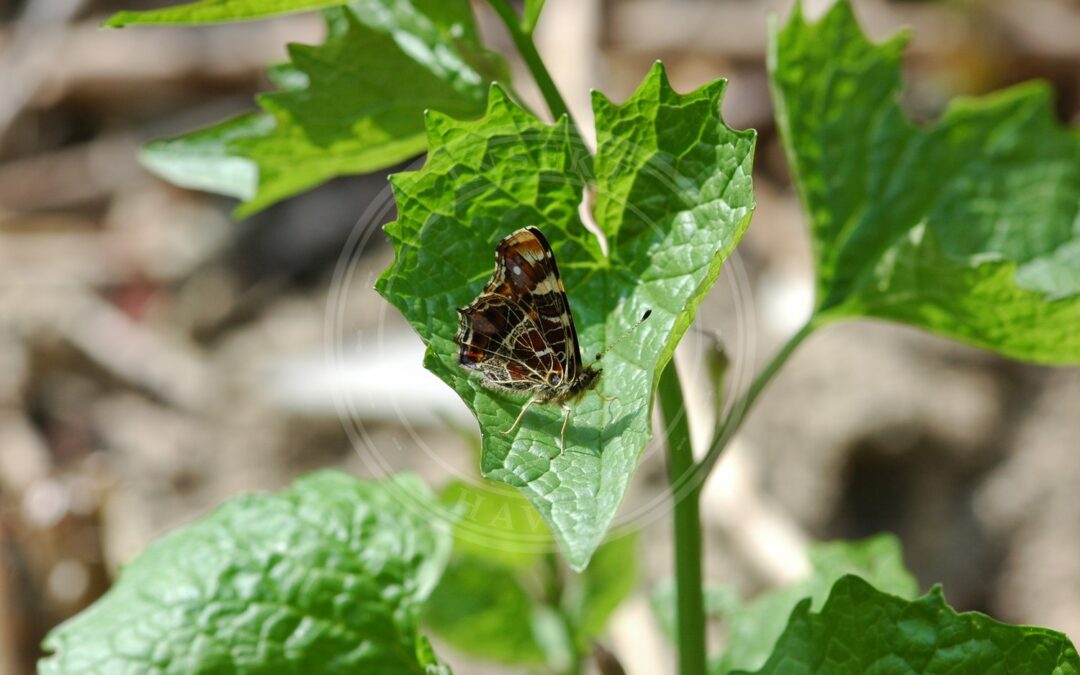 Her ses et billede af arten Nældesommerfugl (Araschnia levana). Fotoet er taget af Vera Buhl og hentet fra Wikimedia Commons (CC BY-SA 3.0).