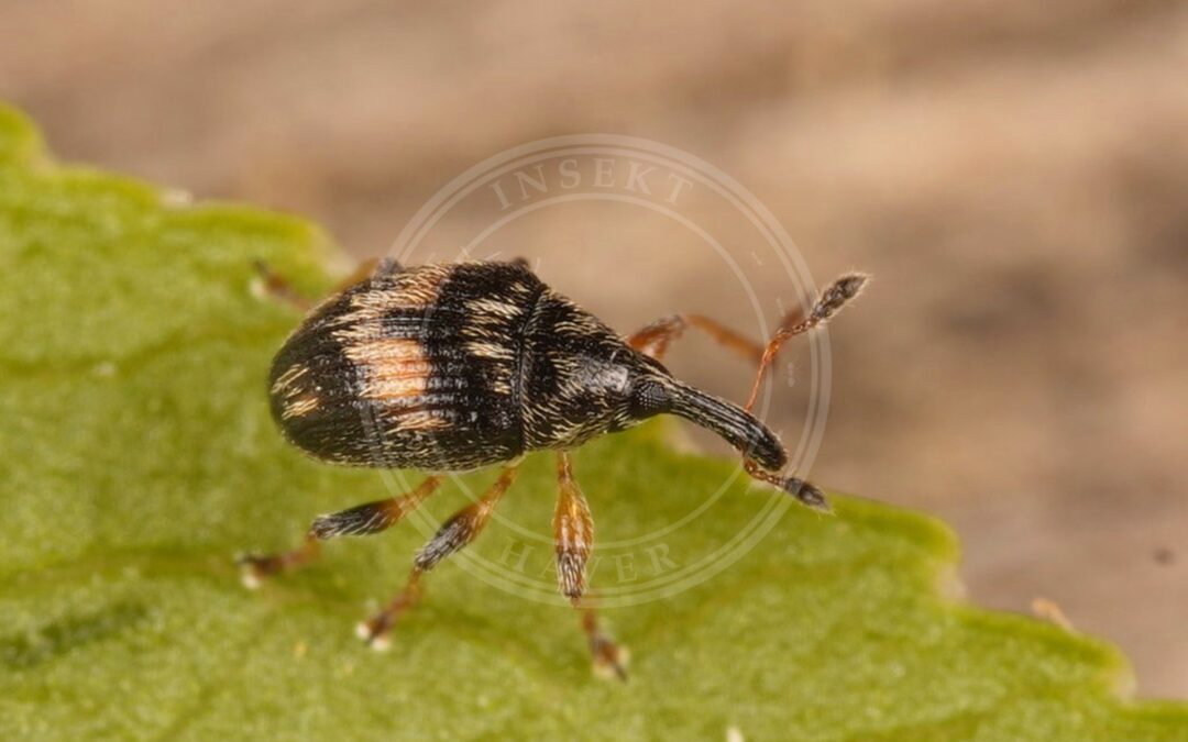 Her ses et billede af arten Nanophyes marmoratus. Fotoet er taget af AfroBrazilian og hentet fra Wikimedia Commons (CC BY-SA 4.0).