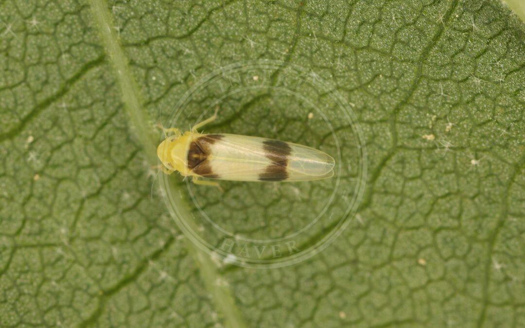 Her ses et billede af arten Nanotigercikade (Zonocyba bifasciata). Fotoet er taget af Emanuel Kern og hentet fra iNaturalist (CC-BY).