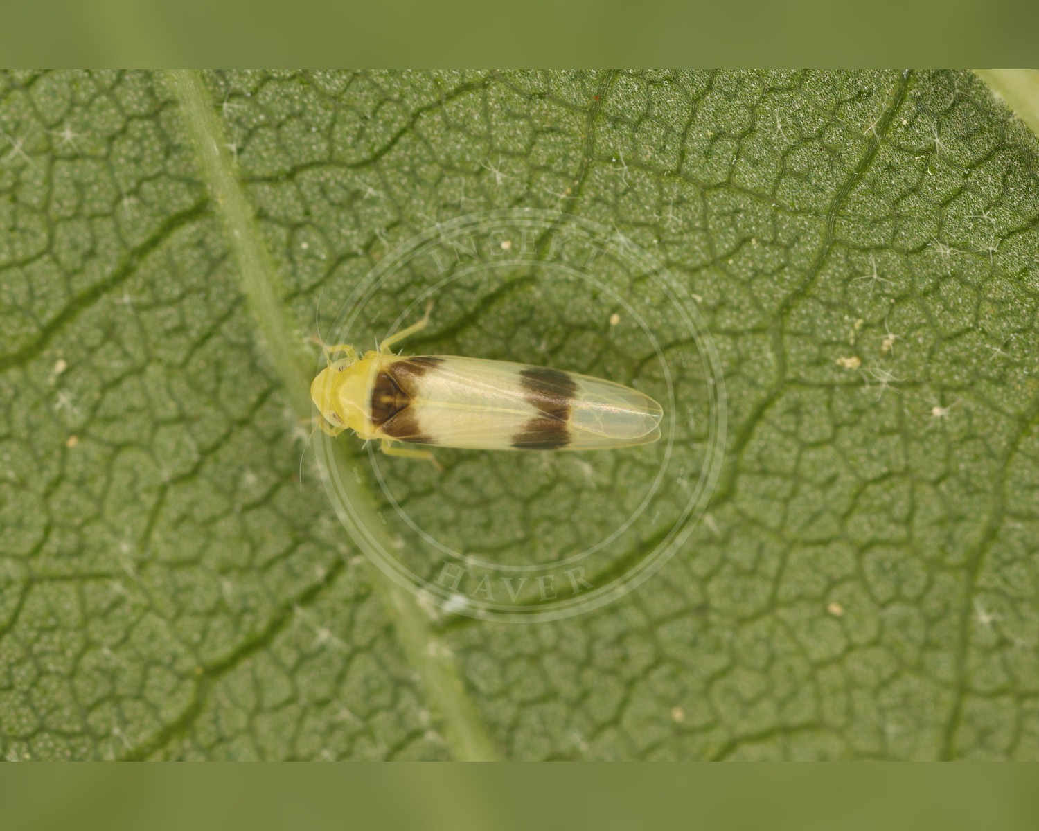 Her ses et billede af arten Nanotigercikade (Zonocyba bifasciata). Fotoet er taget af Emanuel Kern og hentet fra iNaturalist (CC-BY).