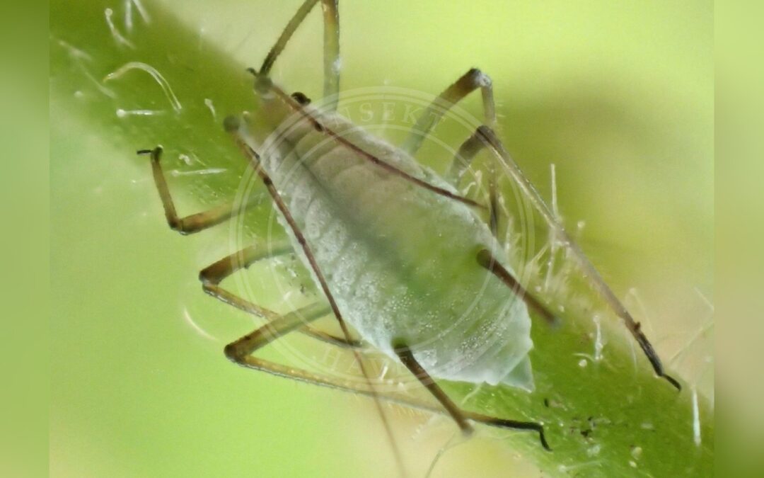 Her ses et billede af arten Nellikerodbladlus (Macrosiphum gei). Fotoet er taget af Magne Flåten og hentet fra Den Store Artsjakten - lokale turer (CC-BY-SA).