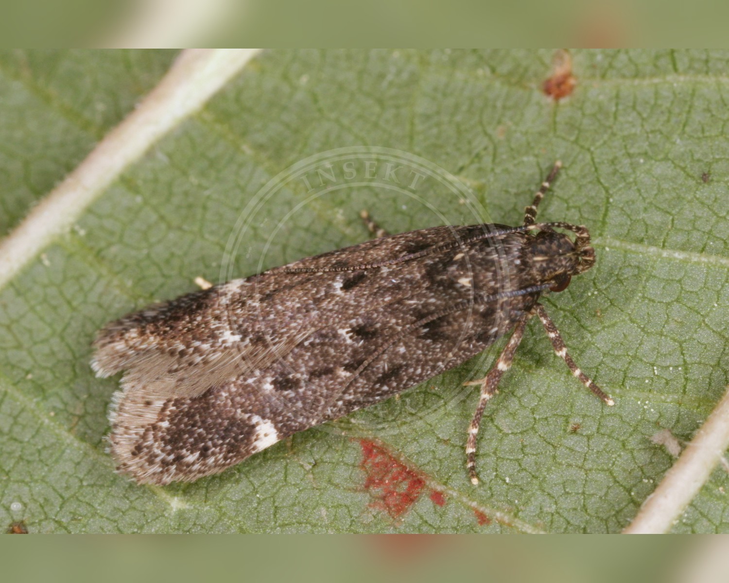 Her ses et billede af arten Neofriseria peliella. Fotoet er taget af ingridaltmann og hentet fra Wikimedia Commons (CC BY 4.0).