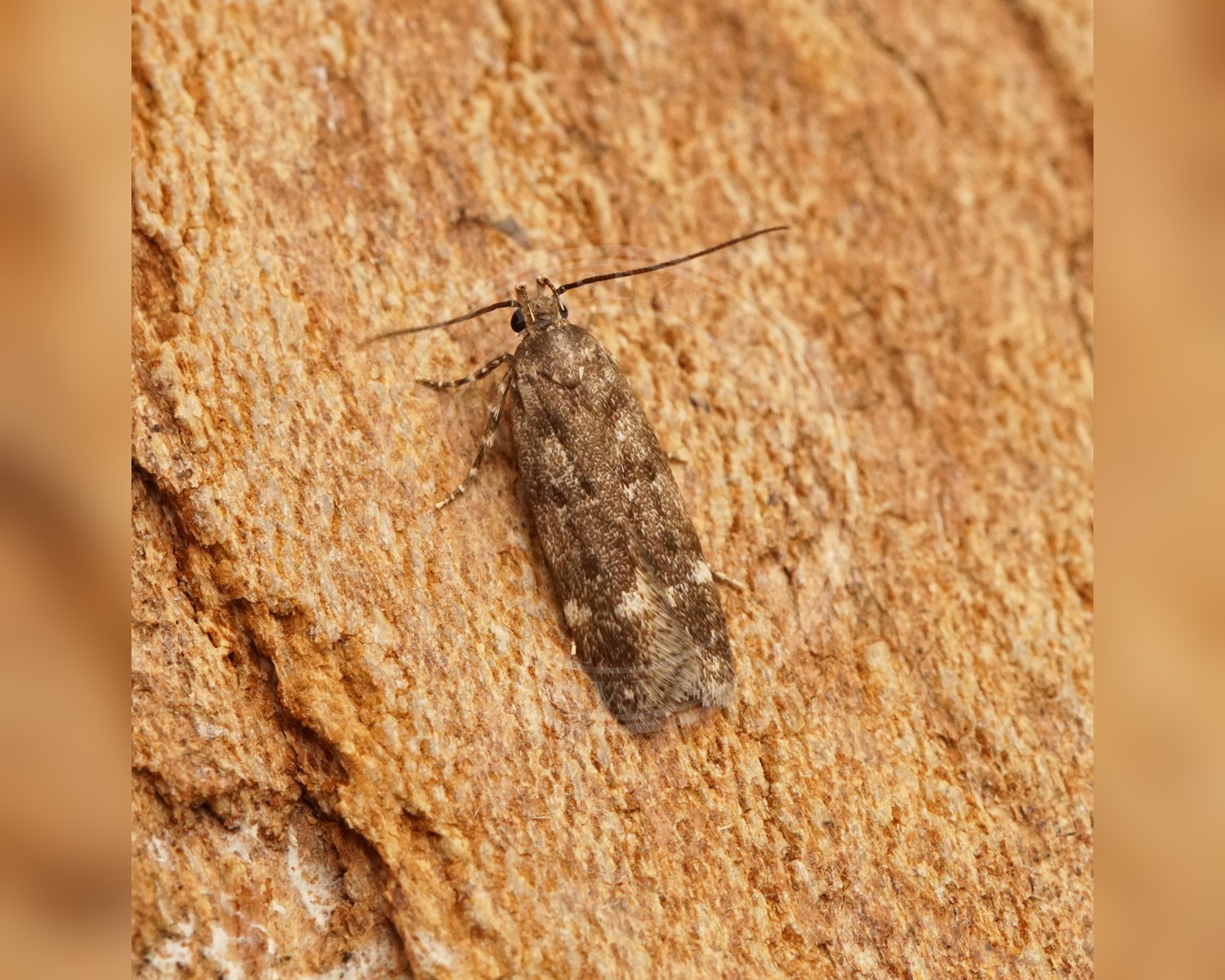 Her ses et billede af arten Neofriseria singula. Fotoet er taget af Ben Sale og hentet fra Wikimedia Commons (CC BY 2.0).