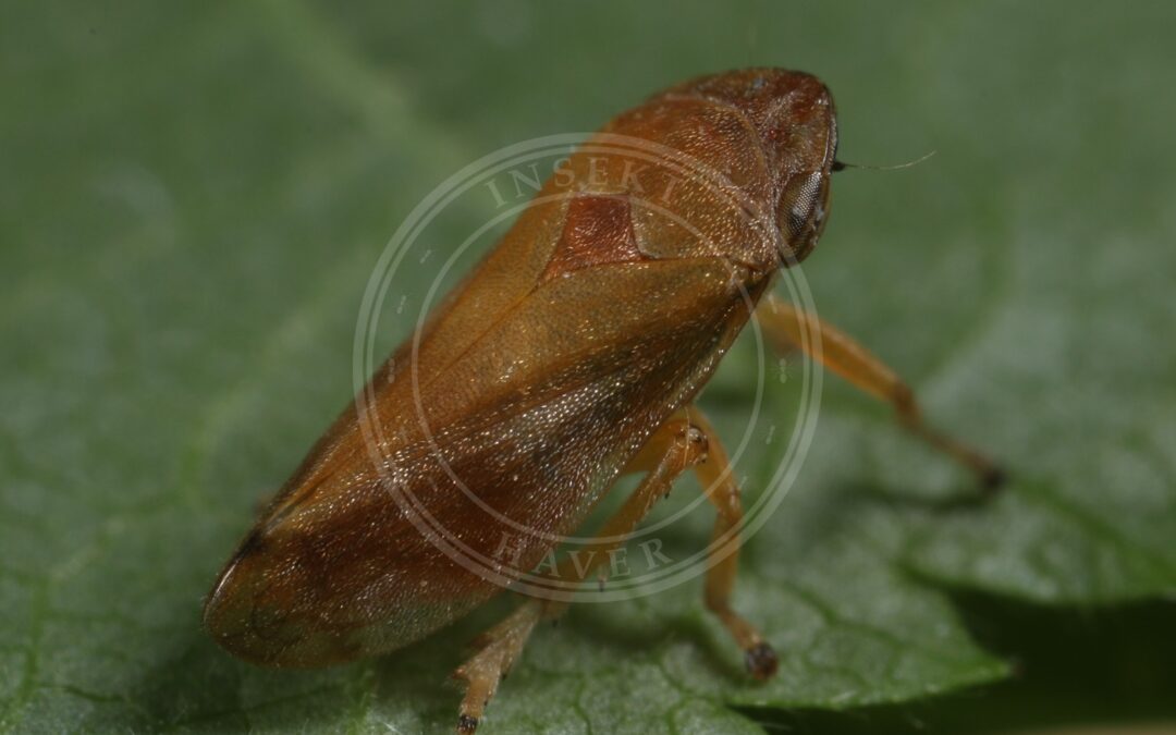 Her ses et billede af arten Neophilaenus campestris. Fotoet er taget af I. Gjonov og hentet fra Wikimedia Commons (CC BY 4.0).
