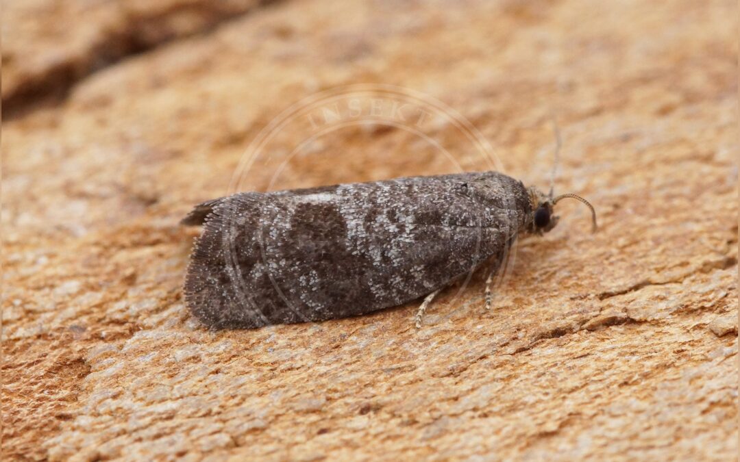 Her ses et billede af arten Neosphaleroptera nubilana. Fotoet er taget af Ben Sale og hentet fra Wikimedia Commons (CC BY 2.0).