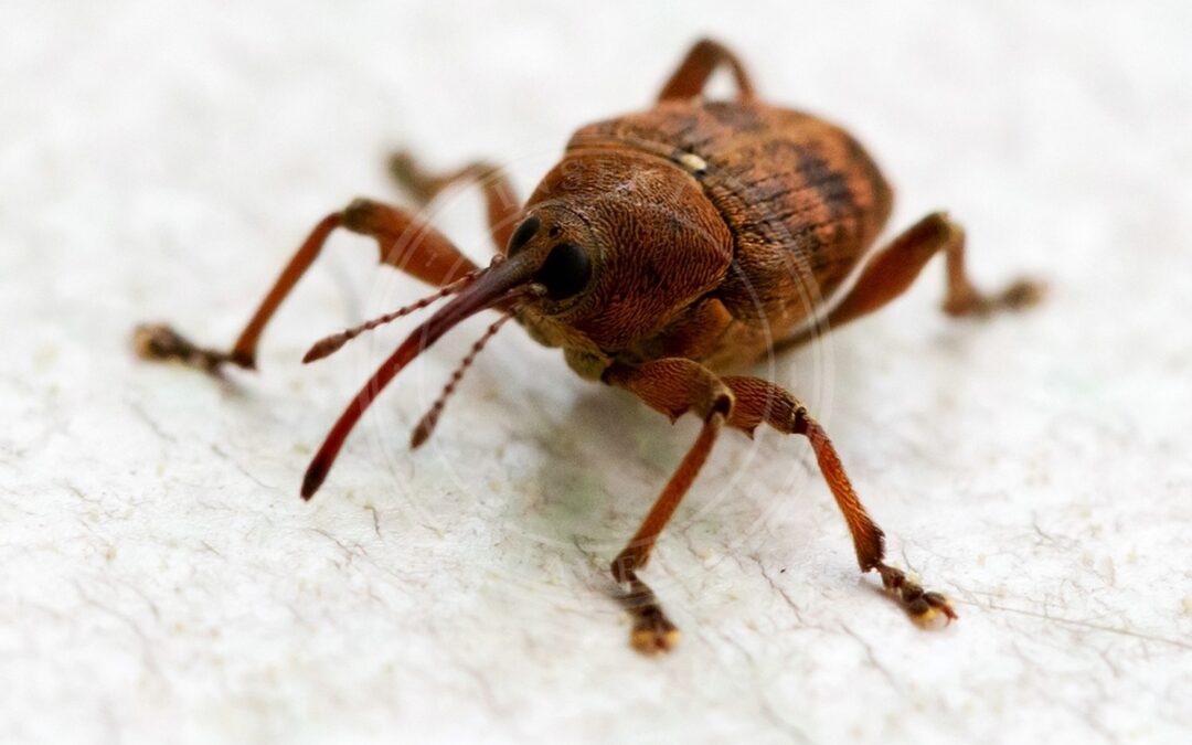 Her ses et billede af arten Nøddesnudebille (Curculio nucum). Fotoet er taget af Hedwig Storch og hentet fra Wikimedia Commons (CC BY-SA 3.0).