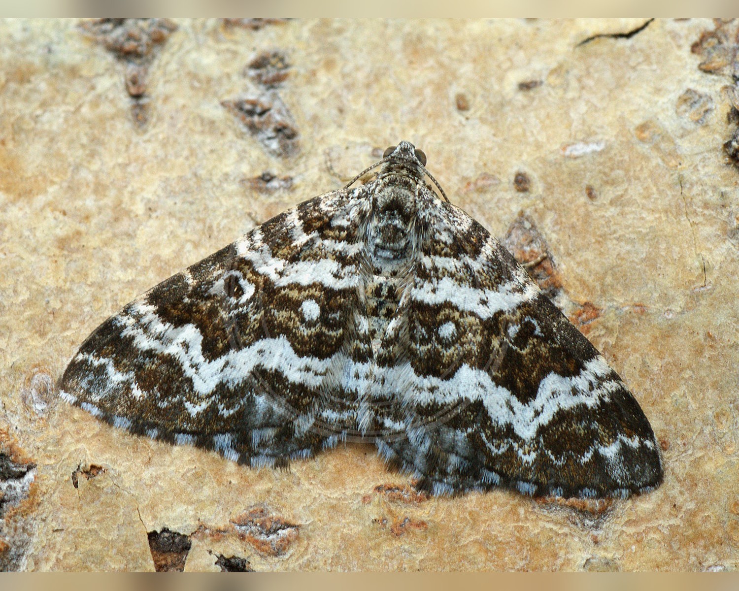 Her ses et billede af arten Nordjysk Snerremåler (Epirrhoe pupillata). Fotoet er taget af Ilia Ustyantsev og hentet fra Wikimedia Commons (CC BY-SA 2.0).