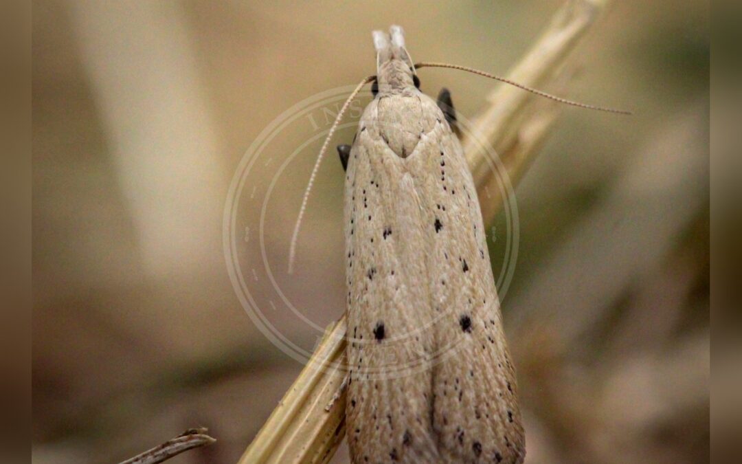 Nothris verbascella – Nothris verbascella